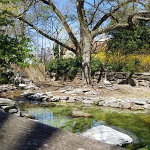 Philly - Trumpeter swans