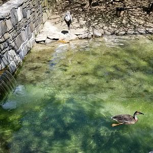 Philly - Wattled cranes, ? duck