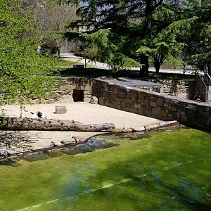 Philly - Andean Geese