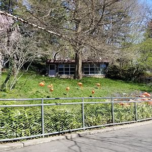 Philly - Flamingos, no southern screamers