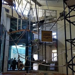 Philly - Orangutan/gibbon indoor area