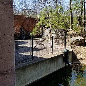 Philly - Ring-tailed lemurs fighting