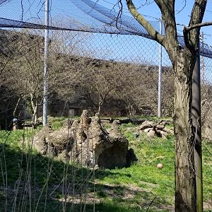Philly - Lion exhibit