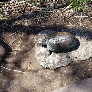 Philly - Big Cat Falls statue #1, turtle