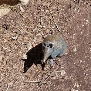 Philly - Big Cat Falls statue #8, armadillo