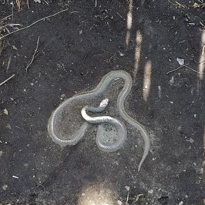 Philly - Big Cat Falls statue #9, snake