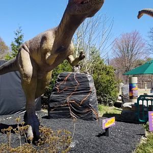 Philly - Big Time, juvenile t-rex before entrance
