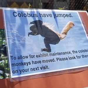 Philly - Colobus sign, switched with spider monkeys