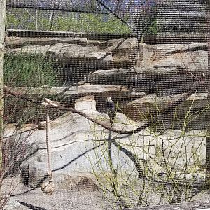 Philly - Turkey vulture exhibit