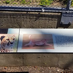 Philly - Cheetah exhibit