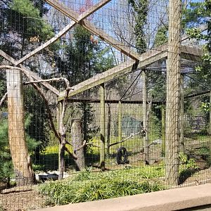 Philly - Bald eagles