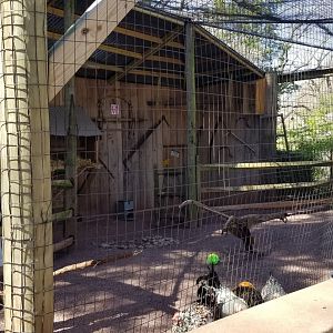 Philly - barn owl and chickens