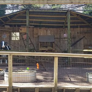 Philly - Barn owl and chickens