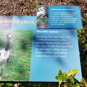 Philly - White storks sign