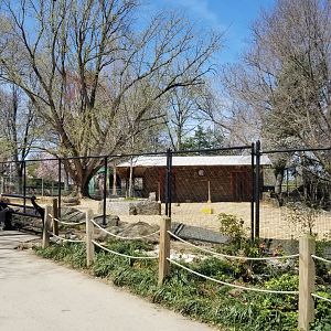 Philly - Kangaroos and emu