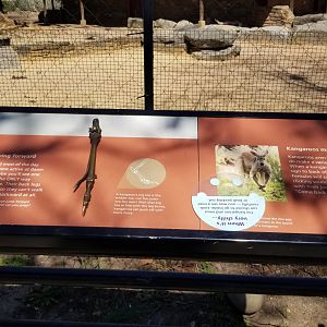 Philly - Kangaroo leg bone sculpture