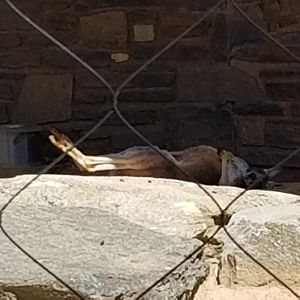 Philly - Red kangaroo scratching his own belly while napping