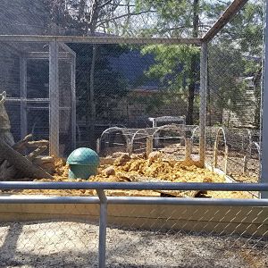 Philly - Meerkats digging