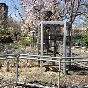 Philly - Meerkat lookout