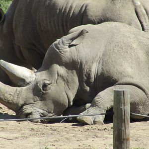 Southern White Rhino