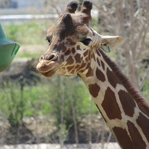 Reticulated Giraffe