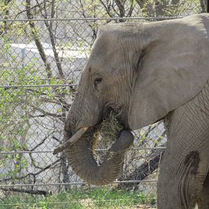 African Elephant