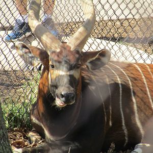Eastern Bongo