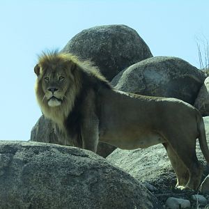 African Lion