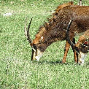 Sable Antelope