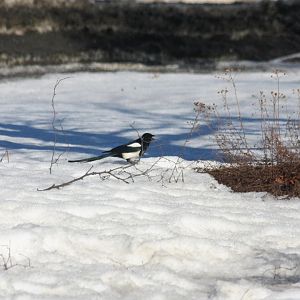 Black-billed Magpie - Alaska