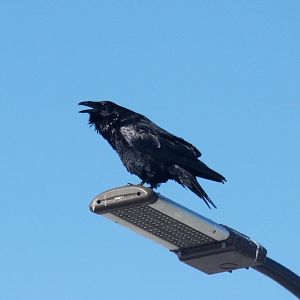 Common Raven - Alaska