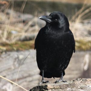 Northwestern/American Crow - Alaska