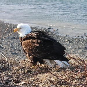 Bald Eagle - Alaska