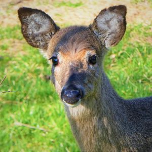 White-tailed Deer