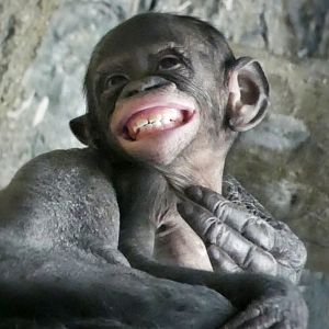 Apr. 2021 - Jungle Trails - Amali