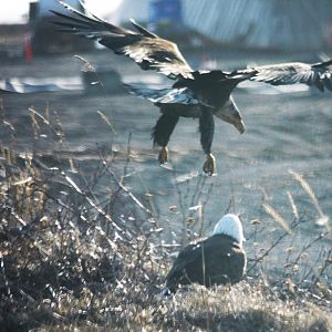 Bald Eagles - Alaska