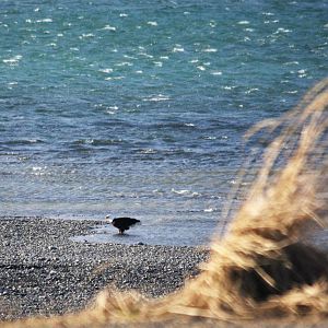 Bald Eagles - Alaska