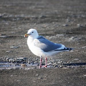 Herring Gull - Alaska
