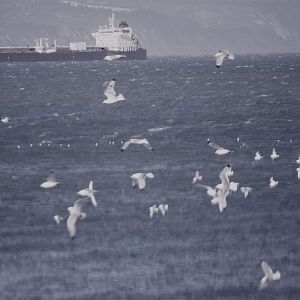 Black-legged Kittiwakes - Alaska