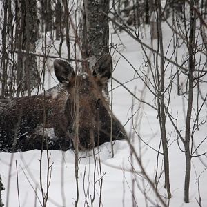 Moose - Alaska