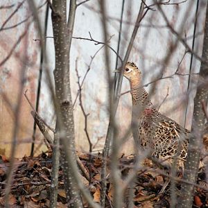 Ring-necked Pheasant - Alaska