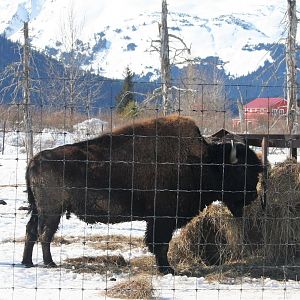 Wood Bison