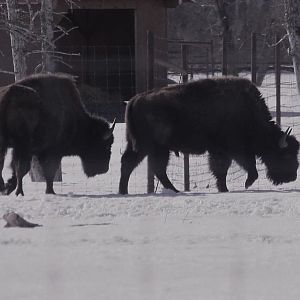 Wood Bison