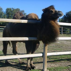 Bactrian camel [2008]