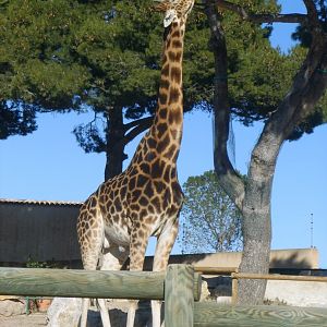 Kordofan giraffe [2008]