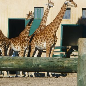 Kordofan giraffe [2008]