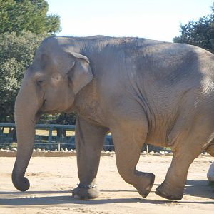 Asian elephant [2008]