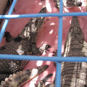 Nile crocodile in a small village along the Nile [2010]