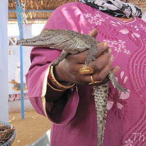 Nile crocodile in a small village along the Nile [2010]