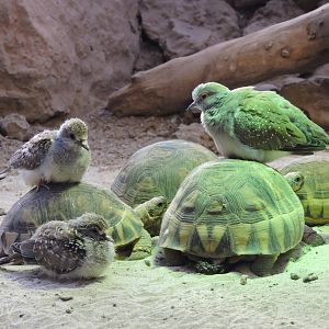 Tortoises and doves [2016]